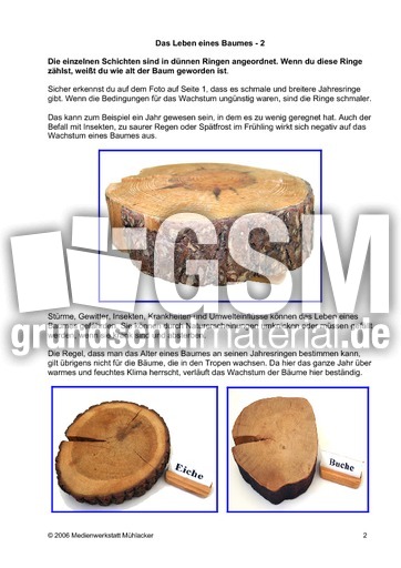 Das-Leben-eines-Baumes-2.pdf